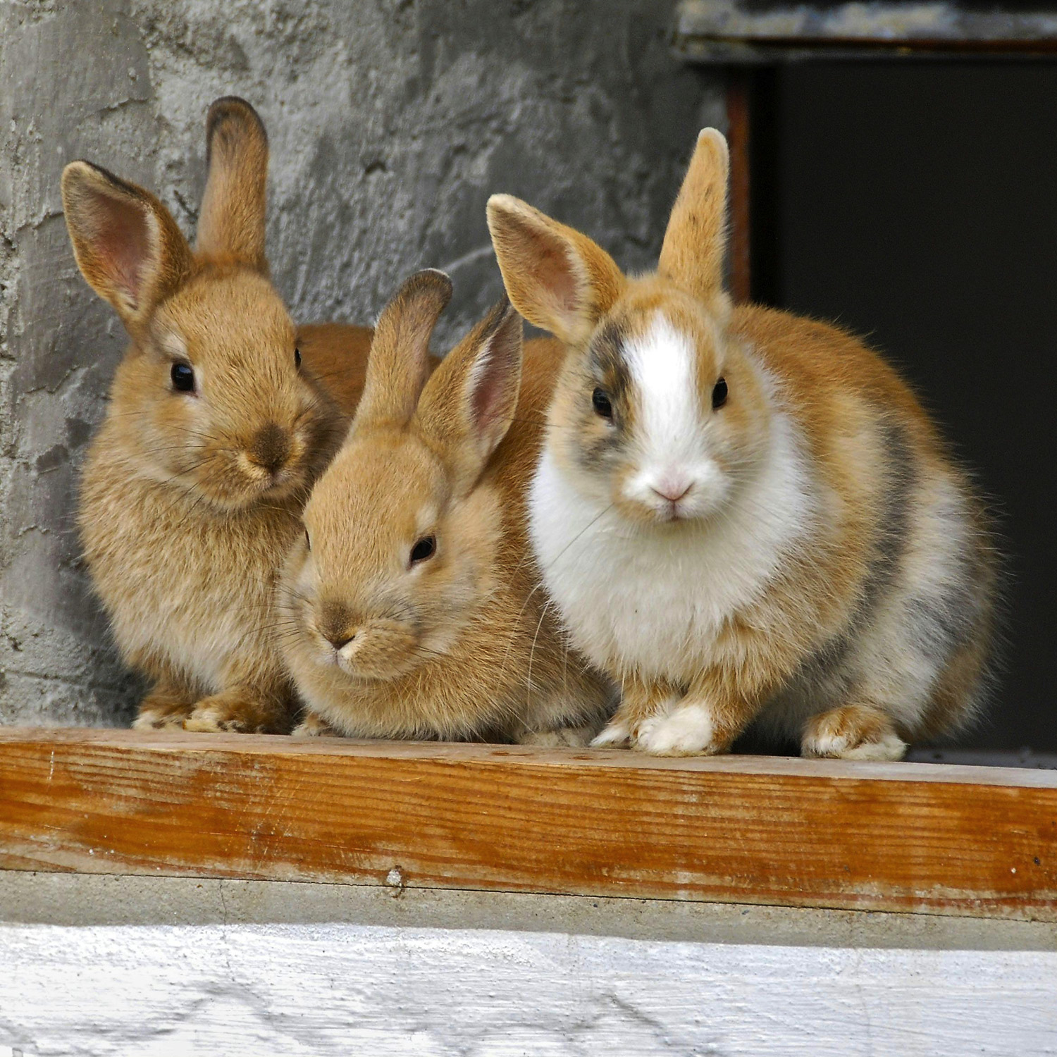 bunny_request Request