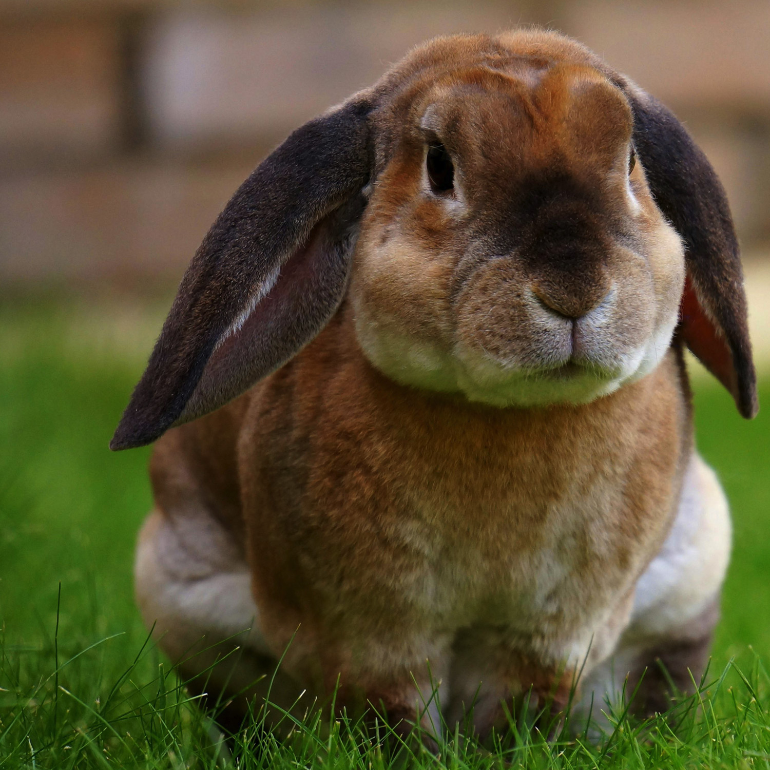 bunny_services Services